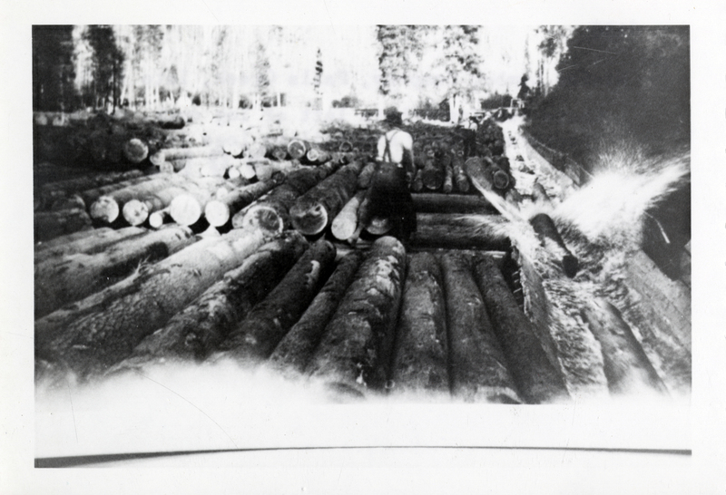 An employee working at the Winton Lumber Company Falls Creek chute landing (chute left of log deck, out of picture). The employee tailing logs into flume. Credit Dick Reed.