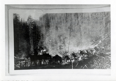 A picture of Winton Lumber Company Pack string owned by Kirtley and Stone. Falls Creek. Credit Dick Reed. Heading to either camp #2 or #3.
