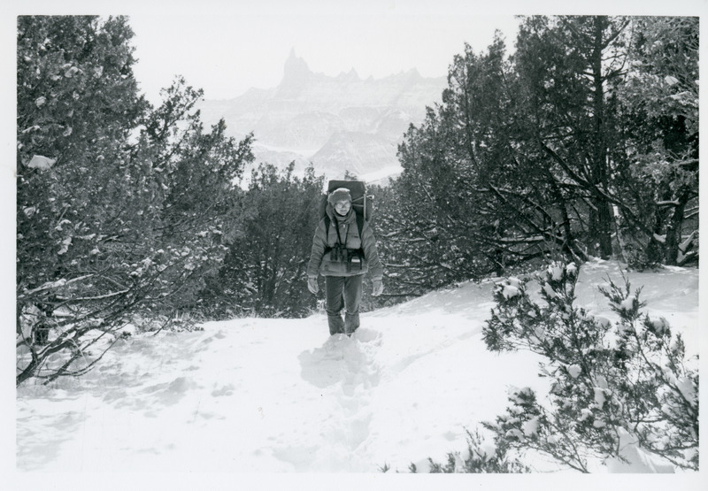 Photograph used to illustrate the article A Winter With the Bighorns by Valerie Naylor (Assistant Chief Naturalist, Badlands National Park)