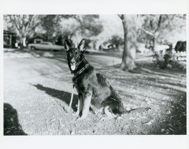 Photograph of the dog from the article She saved my life [Mistral the German Shepherd] by Paula Jan Peper (USDAFS PSWRS). Paula fell from a horse while trail-riding and was immobilized, after which Mistral ran to get help and found two hikers to rescue her. Mistral became known as the Wonder Dog. 