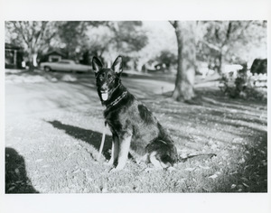 Photograph of the dog from the article She saved my life [Mistral the German Shepherd] by Paula Jan Peper (USDAFS PSWRS). Paula fell from a horse while trail-riding and was immobilized, after which Mistral ran to get help and found two hikers to rescue her. Mistral became known as the Wonder Dog.