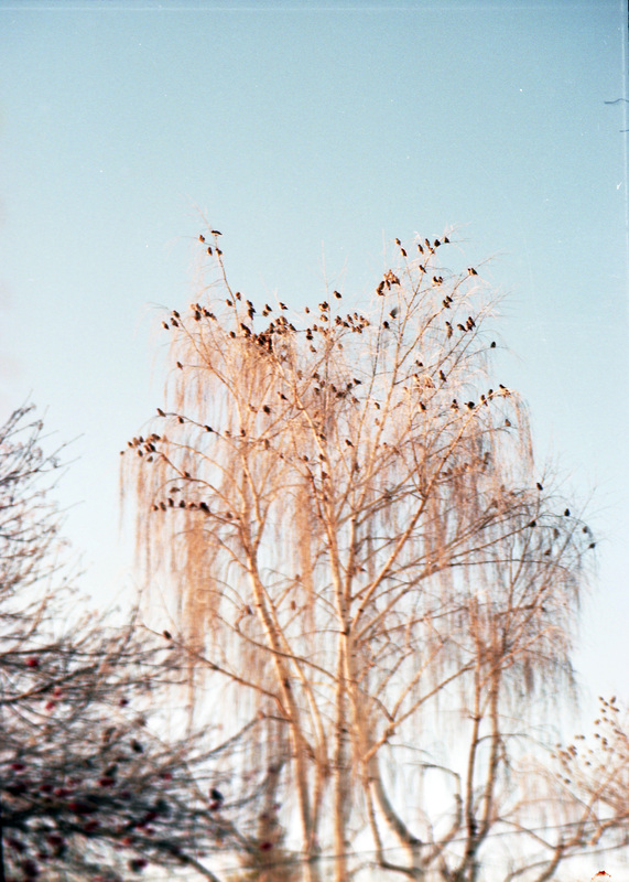 A flock of birds in a bare, golden tree beneath a light blue sky. The trees in the foreground are slightly blurry.