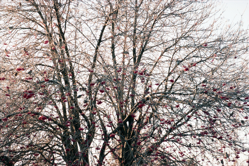A shot of a tree, with some birds and what appears to be pink blossoms in it.