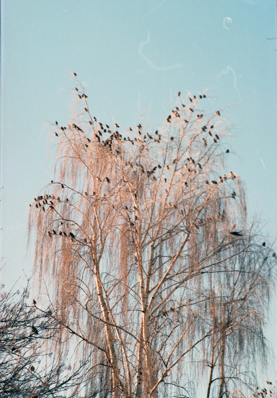 A flock of birds in a bare, golden tree beneath a light blue sky. 