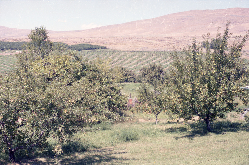 A view of an orchard. A few green trees and grass can be seen in the foreground with a hilly, brown landscape in the background.