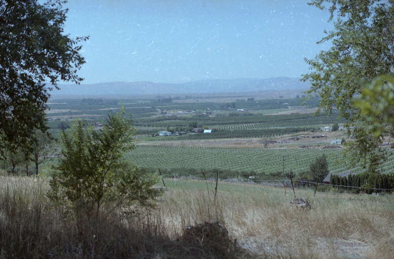 A view of an orchard. Grass and green trees can be seen in the background against light blue sky. What appears to be farmland can be seen in the distance.