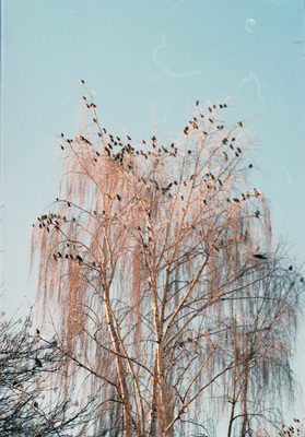 Flock of birds [02]